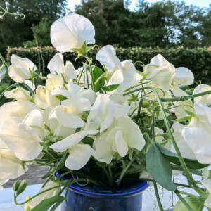 Luktärten Dorothy Eckford blommar länge och doftar väldigt gott.