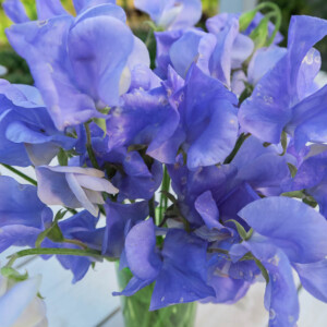 Luktärten Flora Norton är blåklocksblå  eller blekt himmelsblå.