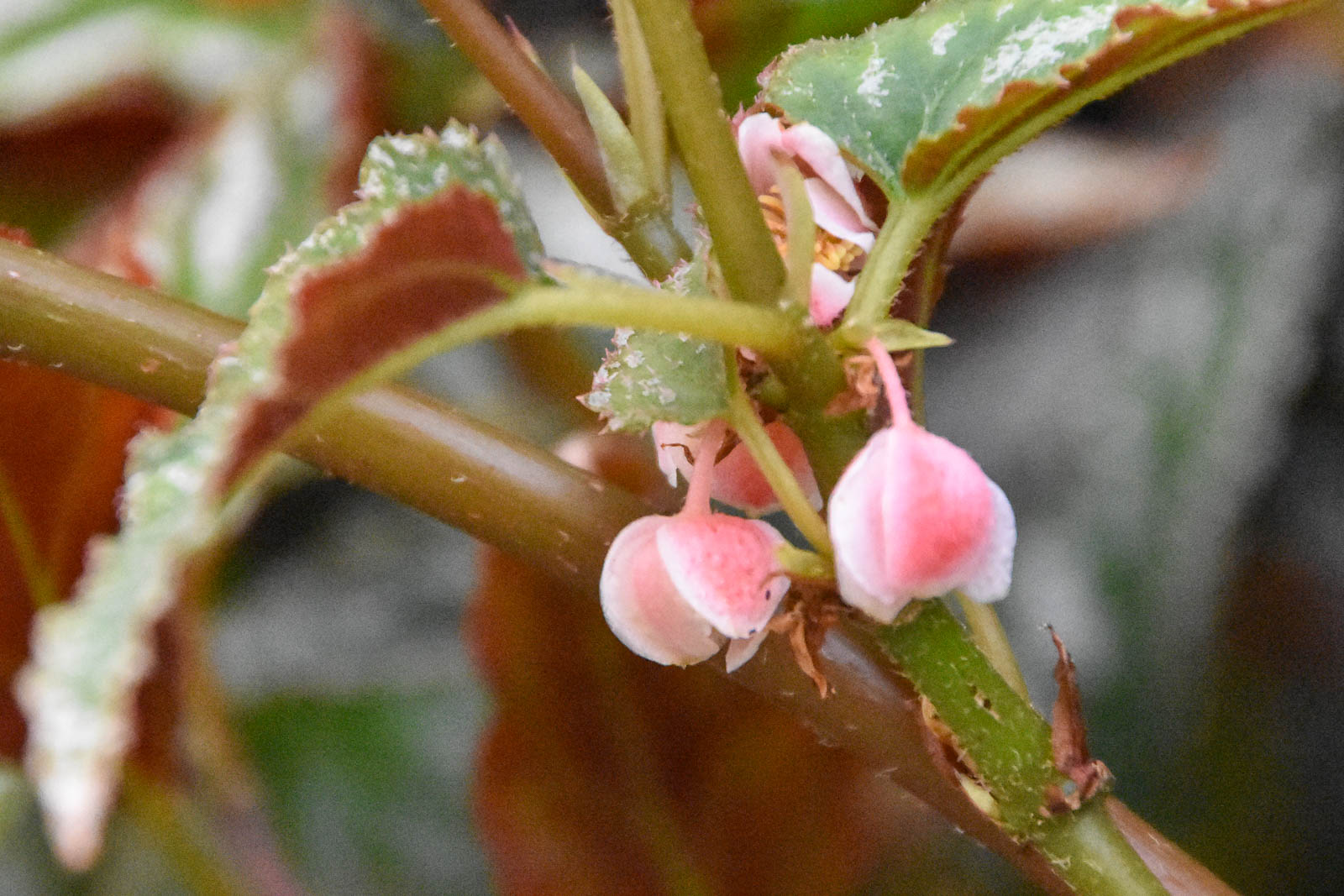 Begonia mariachristinae blommar.