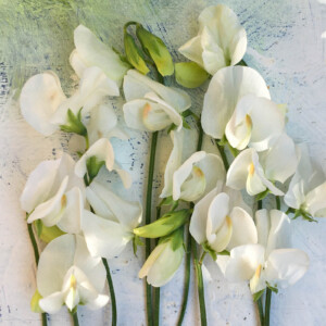 Luktärten ’CCC’ är en modern grandiflora skapad av Peter Grayson i slutet av 1900-talet för att hedra 300-årsminnet av när de första luktärterna kom till England 1699. ’CCC’ har flera rent vita blommor på varje stjälk och doftar starkt.
