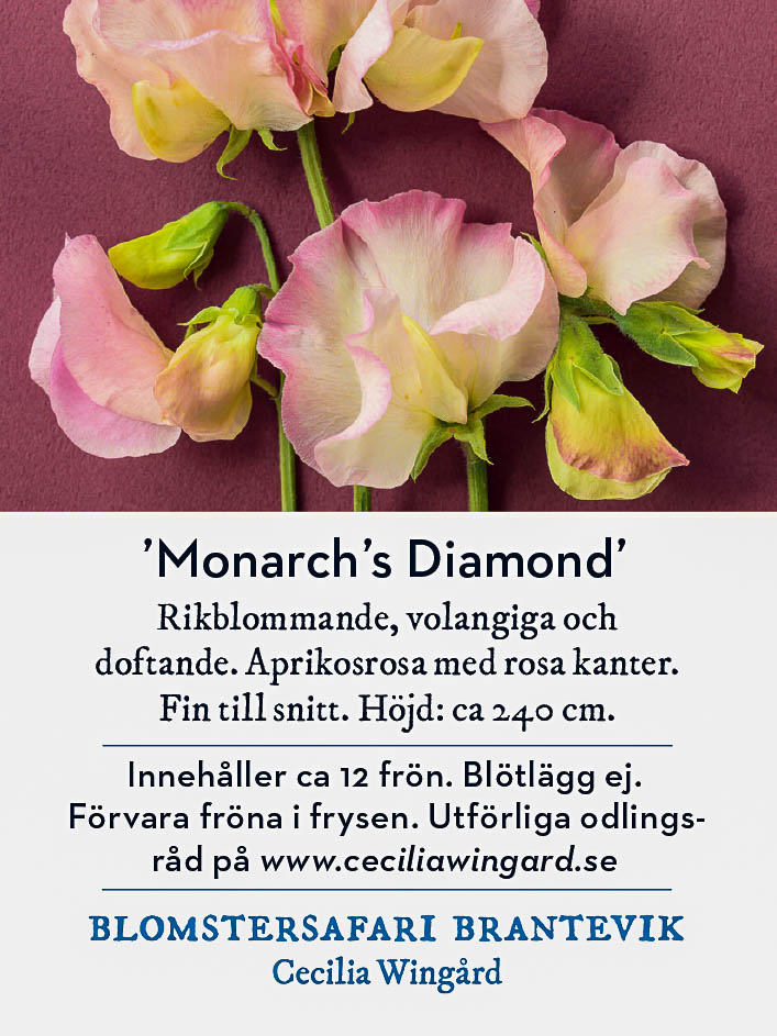 Påse med frön till luktärten Monarch's Diamond.