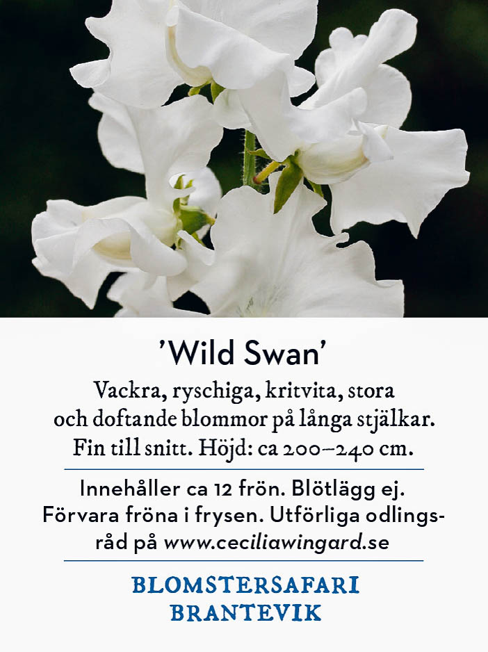 Luktärten 'Wild Swan'.